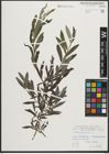 Foto von Salix purpurea L.